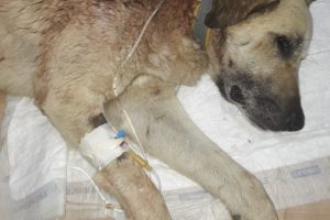 Mahallenin baktığı sokak k&ouml;peğini t&uuml;fekle vurdular