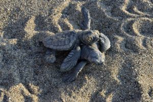 60 bin yavru caretta caretta denizle buluştu