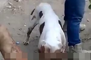 cinsel organini kopege yedirdi