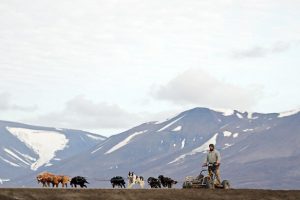 Norve&ccedil;'te gizemli hastalık 25 k&ouml;peğin &ouml;l&uuml;m&uuml;ne neden oldu