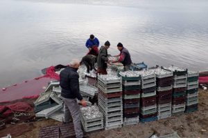 Bursa'da balıkçılar denize açıldı: Palamut yok, hamsi çok