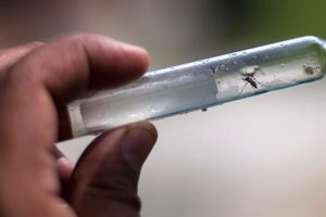 Filipinler'de dang humması salgını