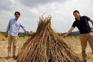 Japonlar 'suşi' susamı i&ccedil;in Muğla'da