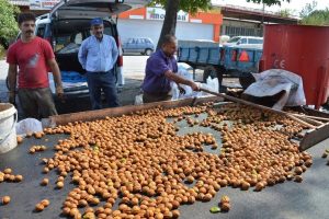 10 dakikada 200 kilo ceviz kabuğu soyuyor