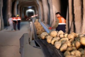 &Uuml;retimdeki artış patates fiyatını d&uuml;ş&uuml;rd&uuml;