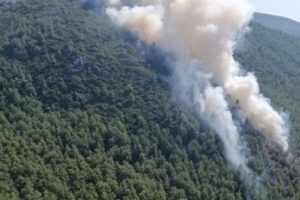 Bodrum'da orman yangını