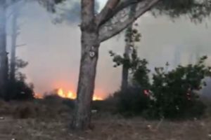 İstanbul'da orman yangını!