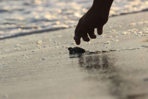 Caretta yavruları denize kavuşma yolculuğunda