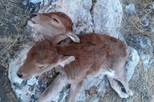 &Ccedil;ift başlı doğan buzağı 3 saat yaşayabildi