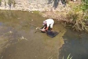 Yolunu şaşıran flamingo g&ouml;le bırakıldı