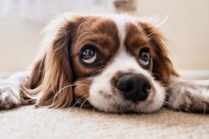 Hasta k&ouml;peğine bakacağı i&ccedil;in "14 g&uuml;n işe gidemez" raporu verdiler
