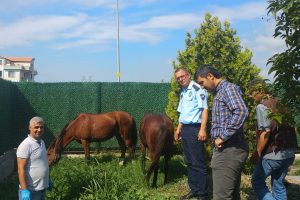 Bursa Gemlik'te sahipsiz atlar belediye korumasında