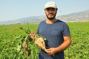 Şeker pancarında y&uuml;ksek rekolte y&uuml;zleri g&uuml;ld&uuml;rd&uuml;