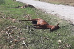 Yol kenarına atılan yaralı at dakikalarca can &ccedil;ekişti