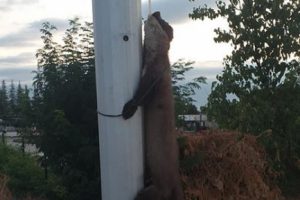 Gelinciği boynundan ve ayaklarından bağlayıp direğe astılar!