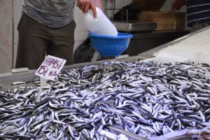 Karadeniz'de hamsi bolluğu