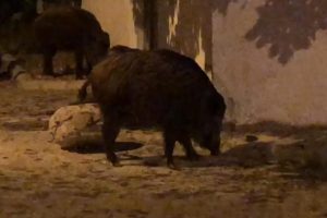 Marmaris'e yaban domuzları indi