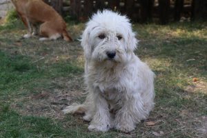 K&ouml;pek kedinin s&uuml;t annesi oldu
