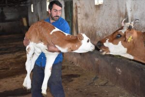 &Uuml;&ccedil; ayaklı buzağıya bebek gibi bakım