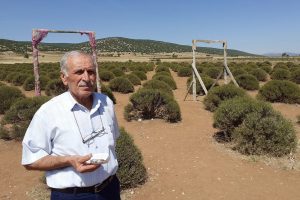 Lavanta tarlasında d&uuml;ş&uuml;r&uuml;len altın dolu kutunun sahibini arıyor