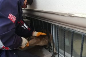 Demir korkuluklara sıkışan k&ouml;peği itfaiye kurtardı