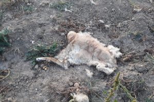 Tarlaya inen ayı bir k&ouml;peği telef etti