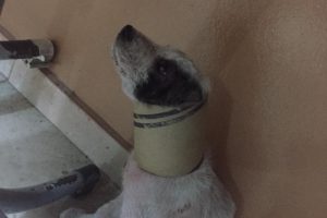K&ouml;peği boynundaki kartondan itfaiye kurtardı