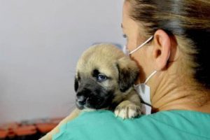 Kuyuya atılan yavru k&ouml;peklerden sadece biri kurtarılabildi