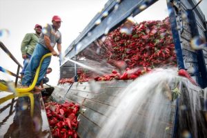 Bursa'da yağ biberinde &uuml;retim ve fiyatlar y&uuml;z g&uuml;ld&uuml;r&uuml;yor