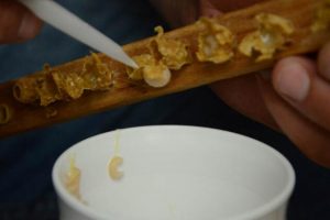 Gramla üretilen arı sütü, ihracat yolunda
