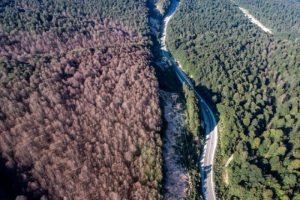 Kütahya-Bursa arasındaki ormanı tırtıllar istila etti