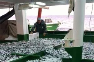 Tek seferde 30 ton sardalya avladılar