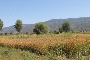 Pirin&ccedil; hasadı başladı