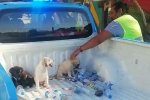 &Ouml;lmek &uuml;zere olan yavru k&ouml;pekler hayata d&ouml;nd&uuml;r&uuml;ld&uuml;