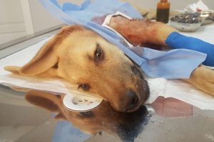 Bacağı kırık k&ouml;peğe 1,5 saatlik ameliyat