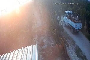 36 bin lira değerindeki koyunları "otlata otlata" &ccedil;aldılar