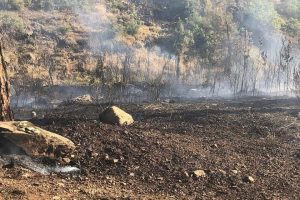Bursa Harmancık'ta orman yangını