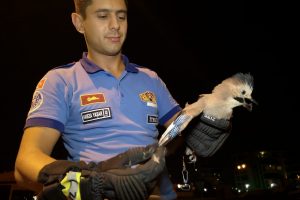 Bursa'da ayağına olta iğnesi batan Çiha kuşu tedaviye alındı