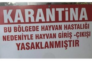 Ilgın'da veba karantinası!