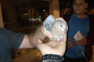 Bursa'da yavru güvercin camda mahsur kaldı