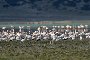 Flamingoların bir g&ouml;l&uuml; daha kurudu