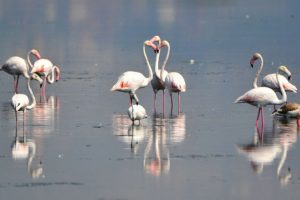 Flamingolar kışı ge&ccedil;irmek i&ccedil;in Hersek'e geldi