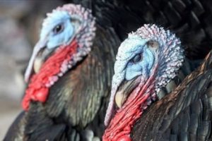 Yargıtay 'hindi'yi k&uuml;&ccedil;&uuml;kbaş hayvan saymadı