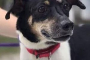 Kahraman k&ouml;pek ailesini kurtardı