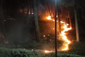 Adana'da orman yangını