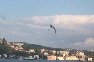 Ayağına olta şamandırası takılan martının &ccedil;aresiz &ccedil;ırpınışı