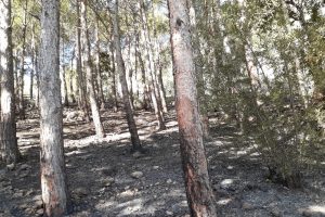 Tarihi Kozan Kalesi'ndeki yangında 3 dekar alan zarar g&ouml;rd&uuml;