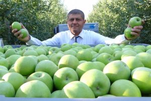 Isparta'da elma hasadı başladı