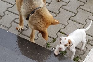 "Rodi" ikinci kez &ccedil;alındı