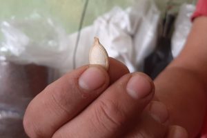 Bu &ccedil;ekirdeğin kilosu 5 bin liradan satılıyor